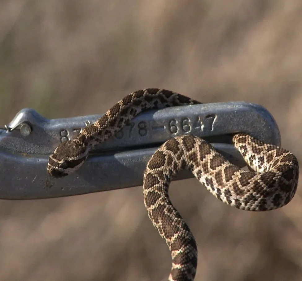 Snake Control Power Snake Control in Olive Branch, MS | Snake Trapping & Removal