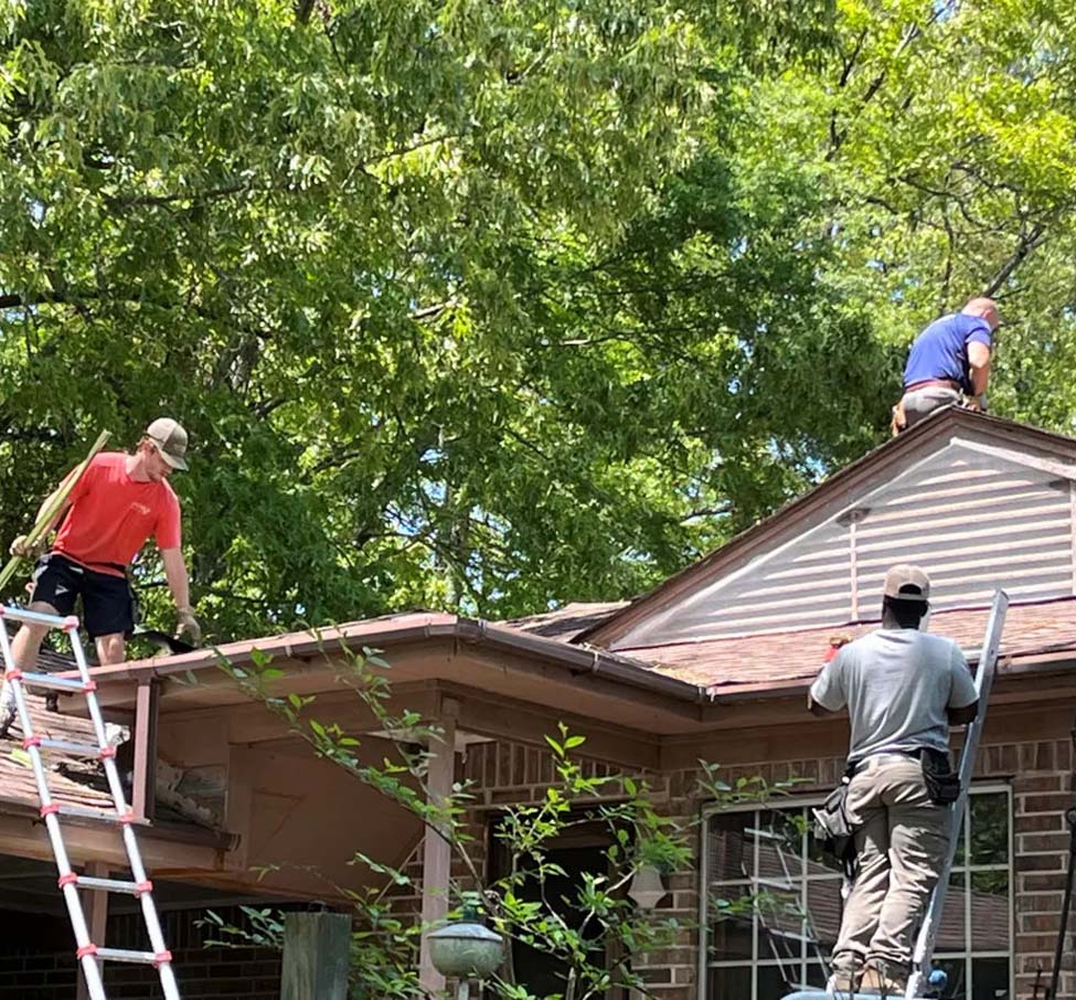 Wildlife Control Near Me Safe and Effective Solutions