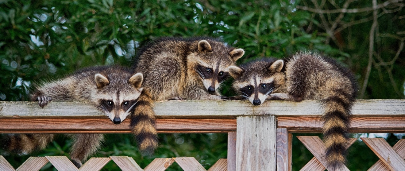How to Keep Raccoons Out of Your Home in Collierville, TN