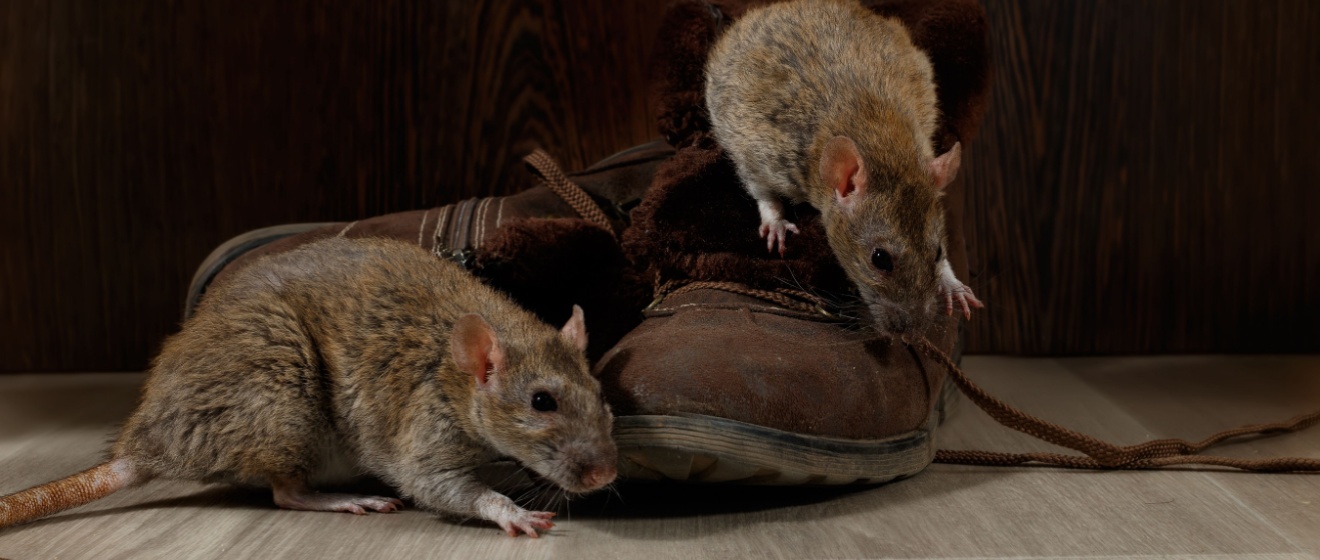 Rat Removal Experts in Germantown, TN