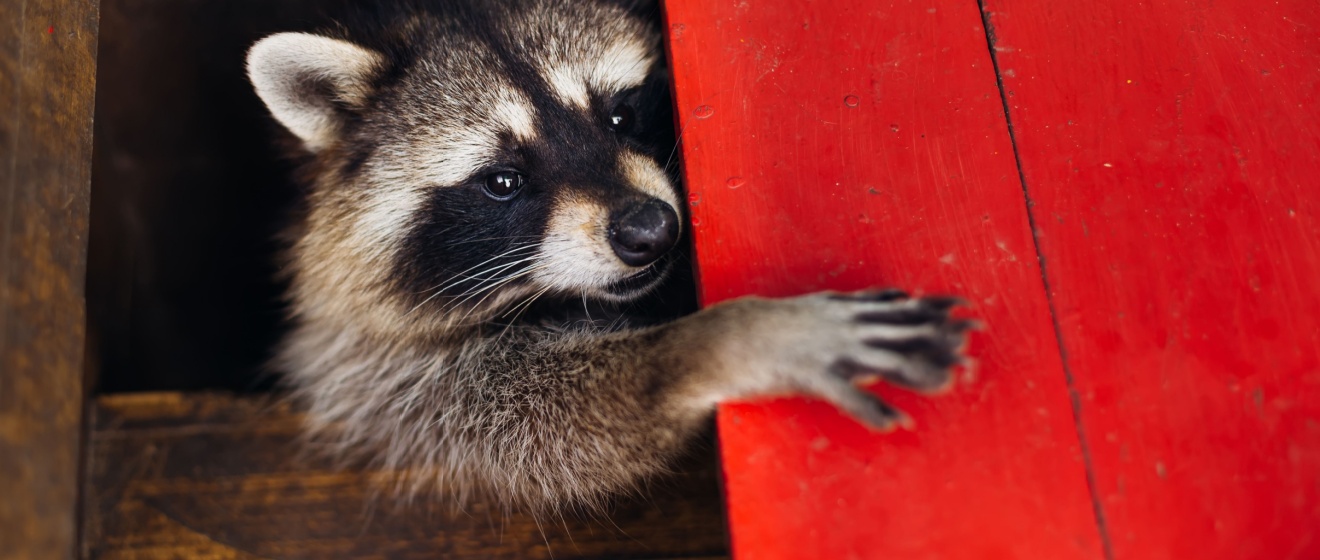 Raccoon Removal in Germantown, TN: Do You Need a Professional?