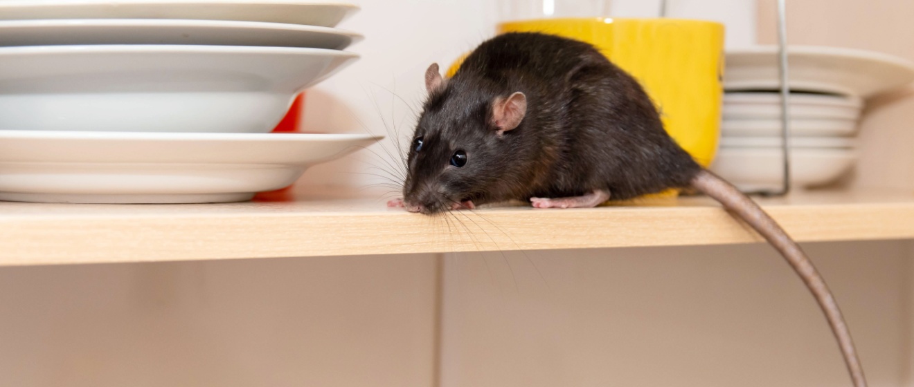 Signs of a Rat Infestation in Collierville Homes (And What to Do About It)