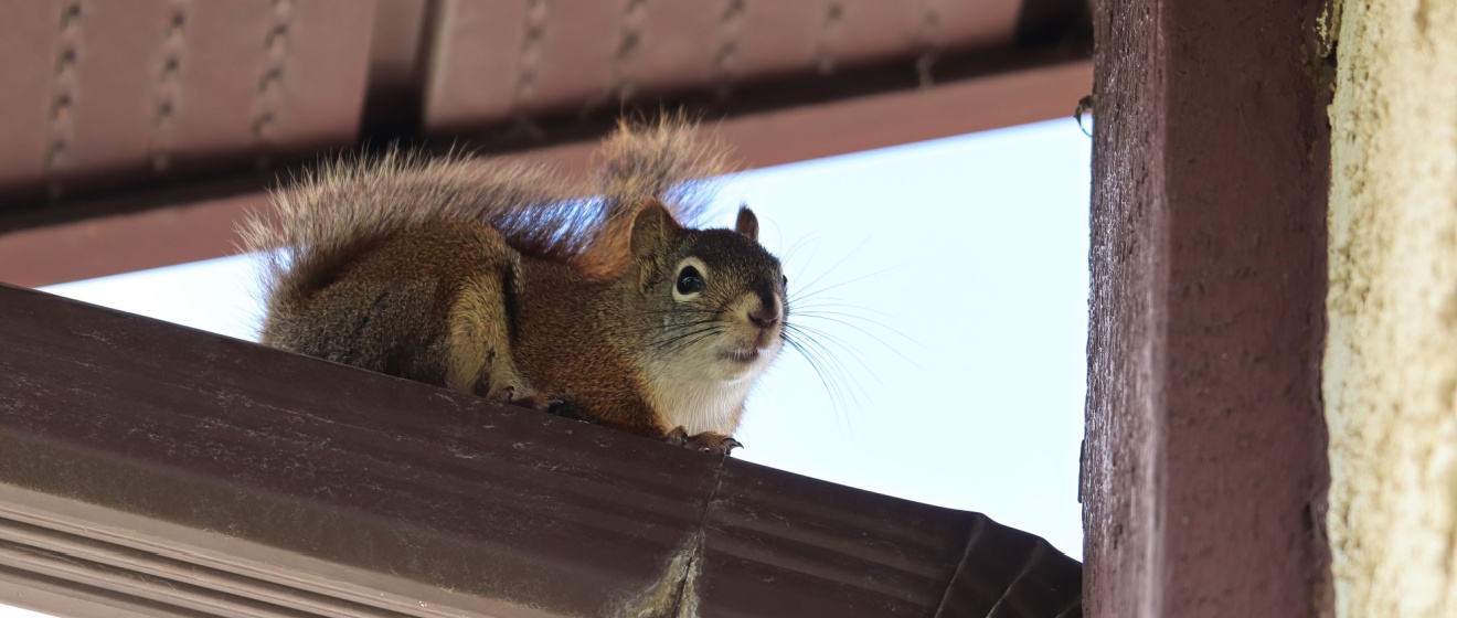 How to Stop Squirrels from Nesting in Your Attic in Germantown, TN
