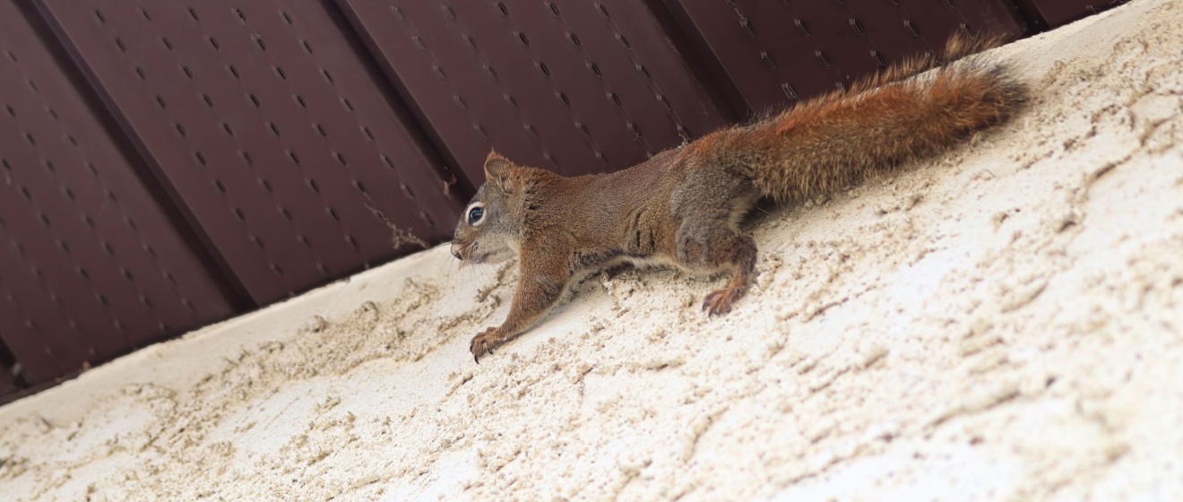 How Do I Know If I Have Squirrels in My Attic?