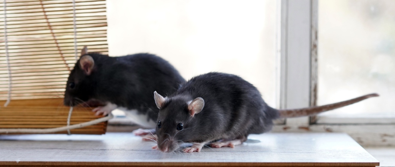 What Should I Do If I Have a Rat Infestation in My Home?