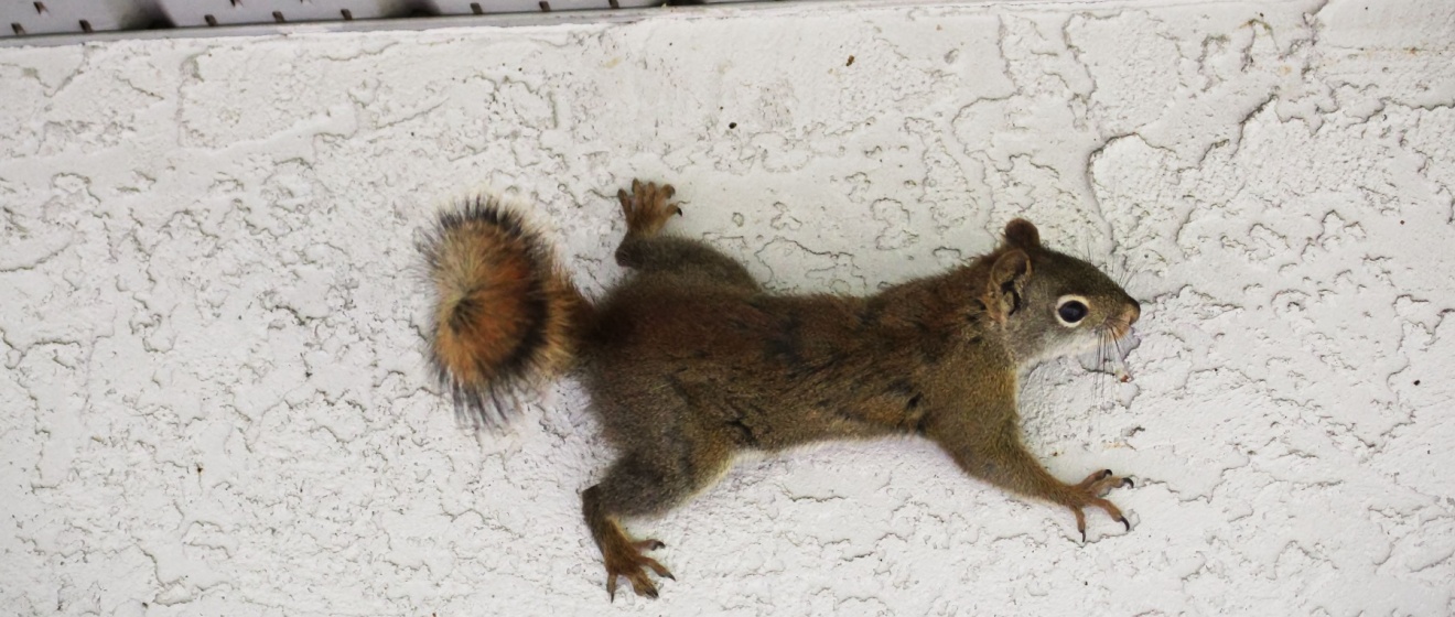 What Makes Germantown a Hotspot for Squirrel Infestations?