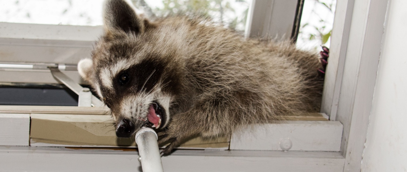 How We Humanely Remove Raccoons in Collierville and Surrounding Areas