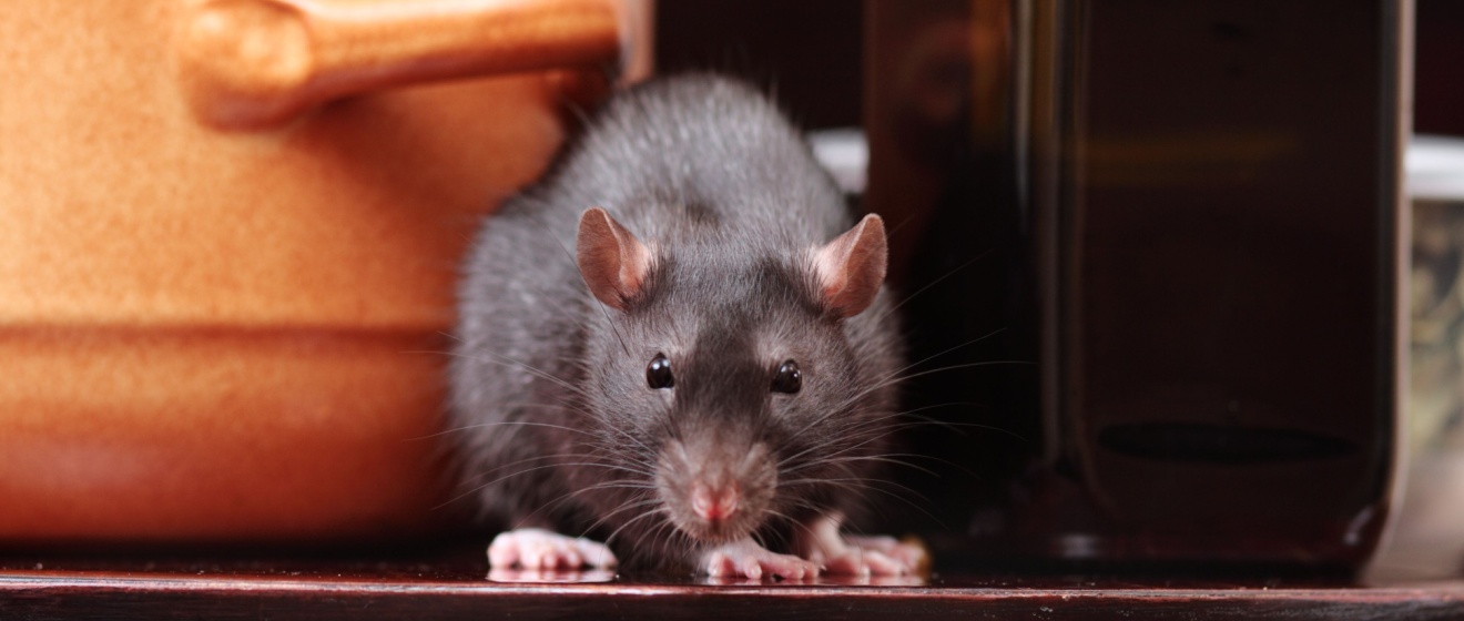 DIY Rodent Control vs. Professional Help in Olive Branch, MS