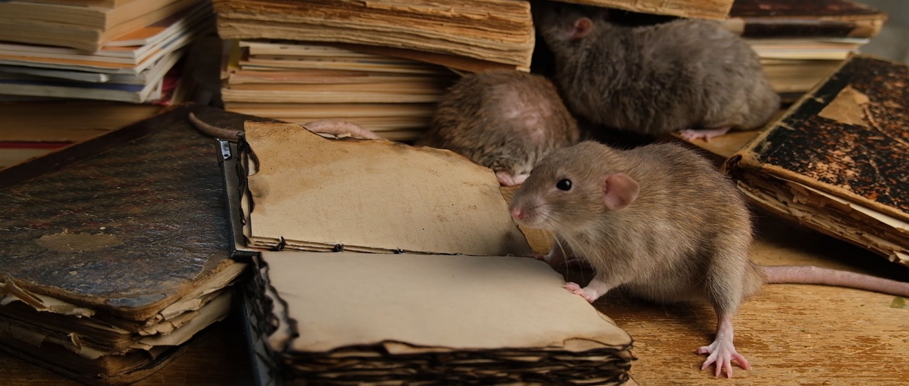 Why Rats Love Germantown Attics (and How to Stop Them)