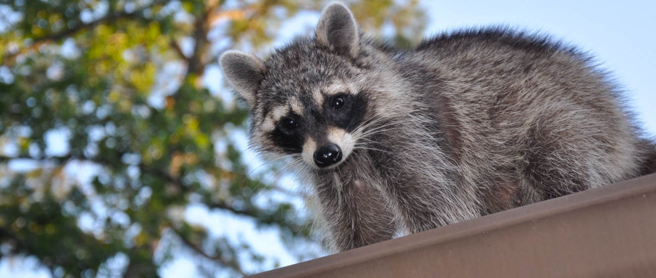 Raccoons and Roof Damage: A Hidden Threat to Germantown Homes