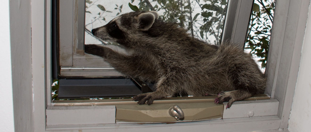 Collierville’s Best Raccoon Control & Prevention