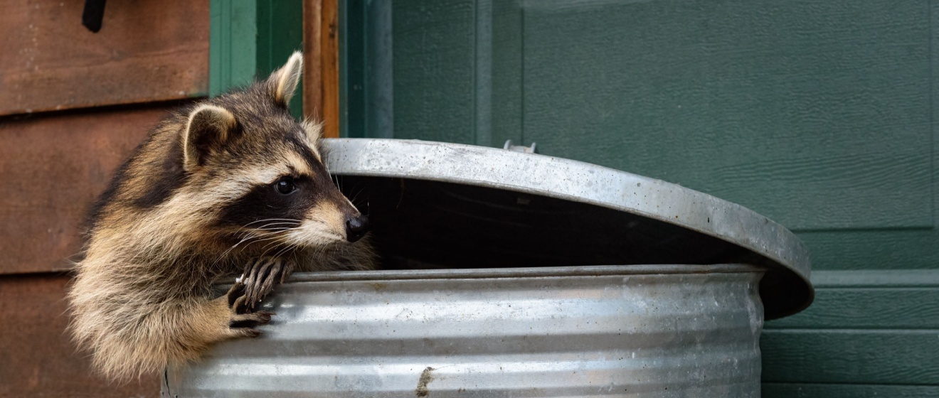 DIY Raccoon Removal vs. Professional Wildlife Control: What Works Best?