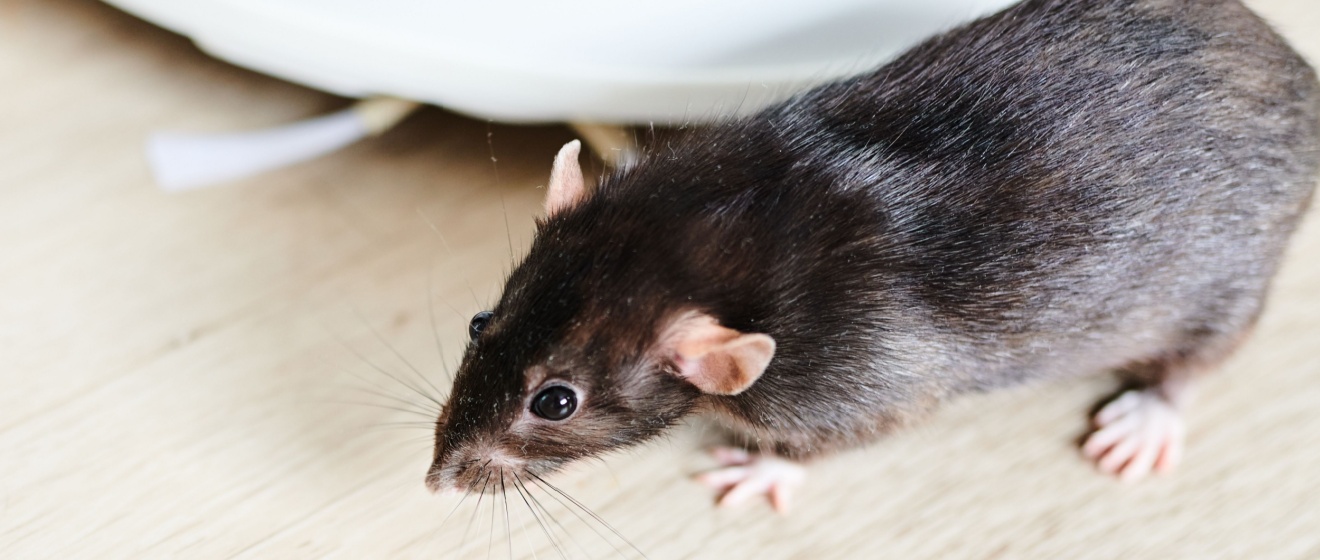 Top Signs of Rodent Activity in Collierville, TN Homes and Businesses