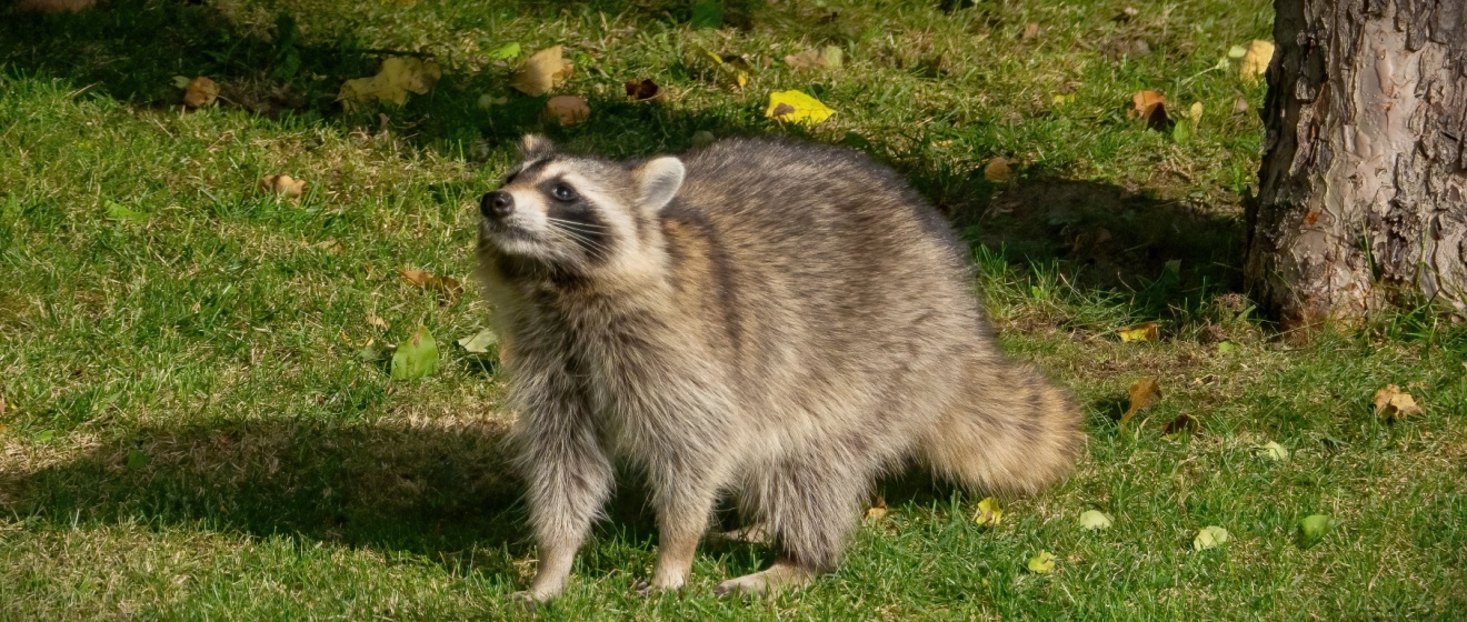 Raccoons in Collierville: Common Signs They’ve Invaded Your Attic or Yard