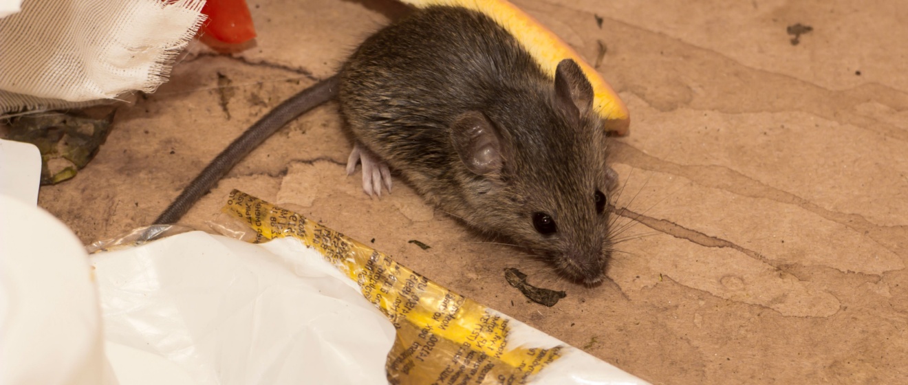 The Most Common Rodents in Germantown, TN — And How to Get Rid of Them