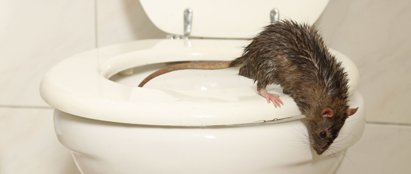 Is Your Germantown Neighborhood Prone to Rodent Activity? Signs to Watch For in Suburban Communities