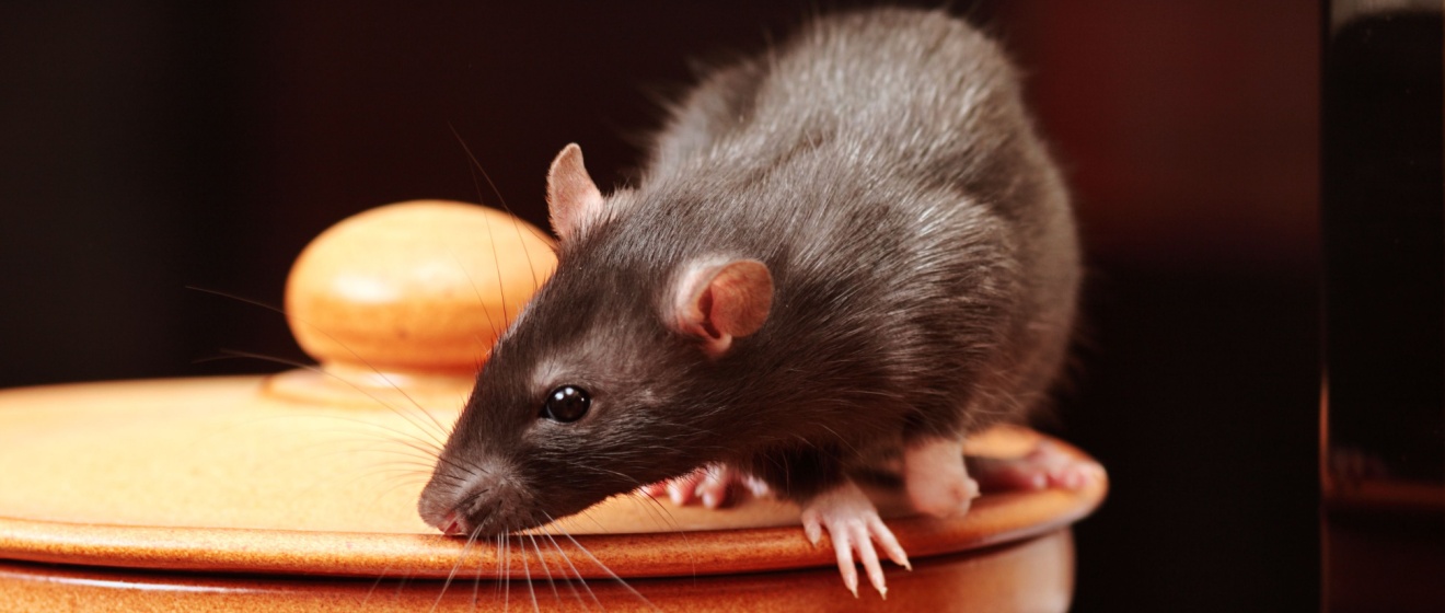 Rat Problems in Germantown, TN: Why They’re Getting Worse and What Homeowners Can Do