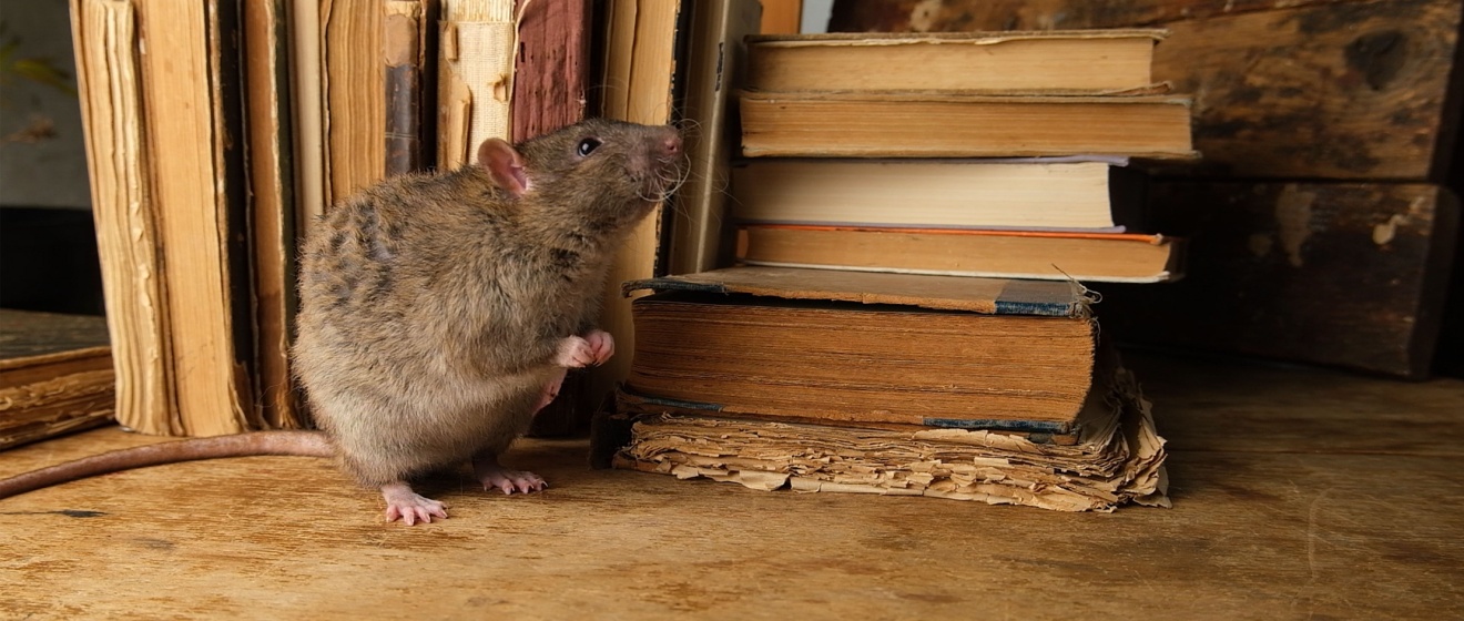 Why Rodents Love Attics in Germantown Homes (And How to Prevent It)