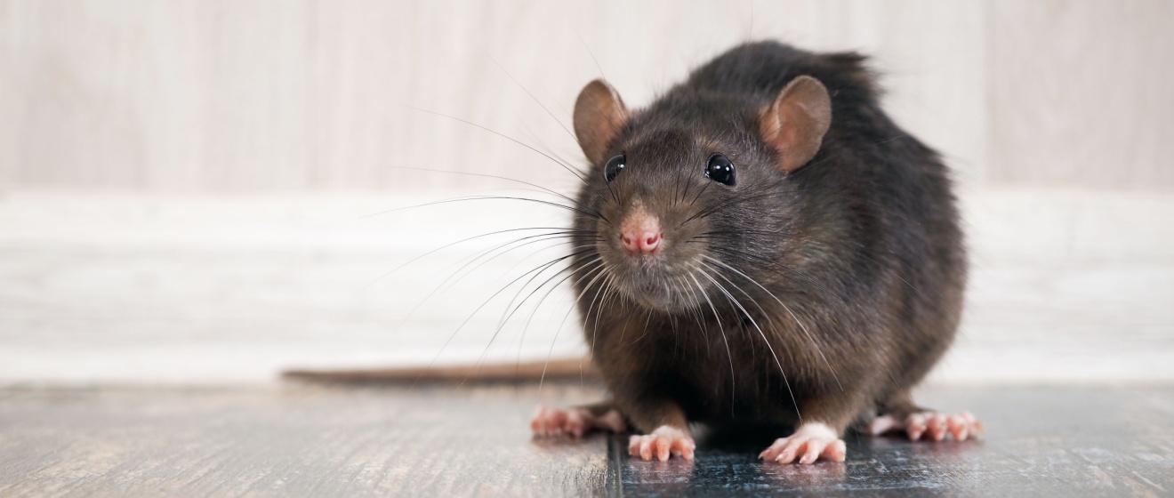 Magnolia Wildlife Solutions: #1 Choice for Rat Control in Germantown, TN