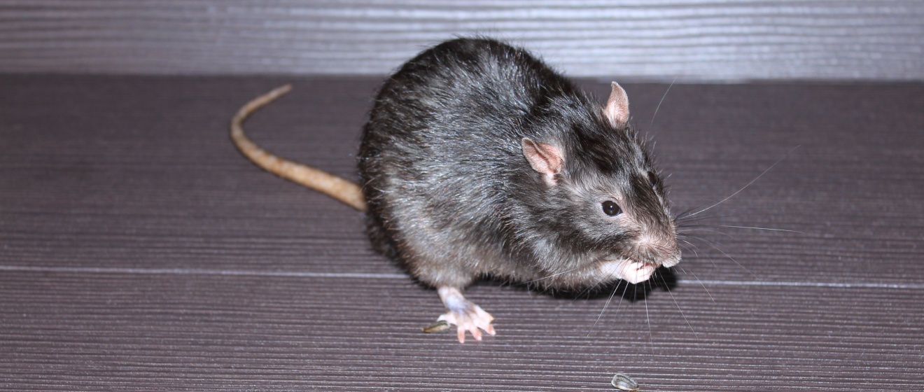 What Should I Do if I Have a Rat Problem in Olive Branch, MS?