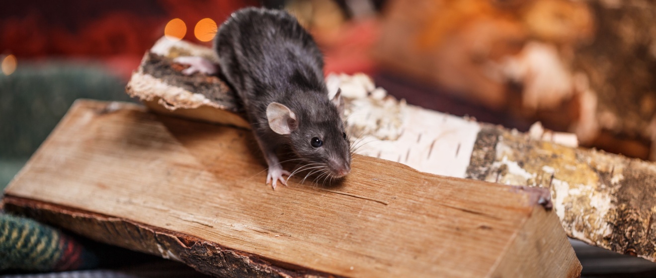Are Rats a Common Problem in the Germantown, TN Area?