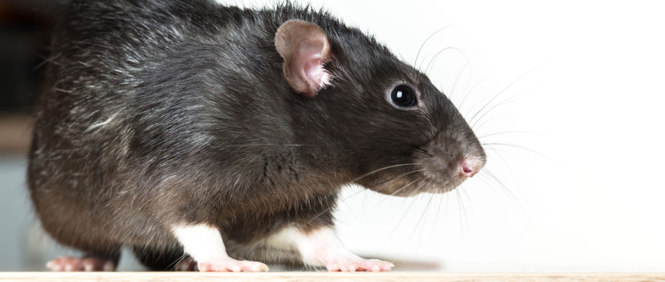 Why Your Rat Problem in Germantown Keeps Coming Back