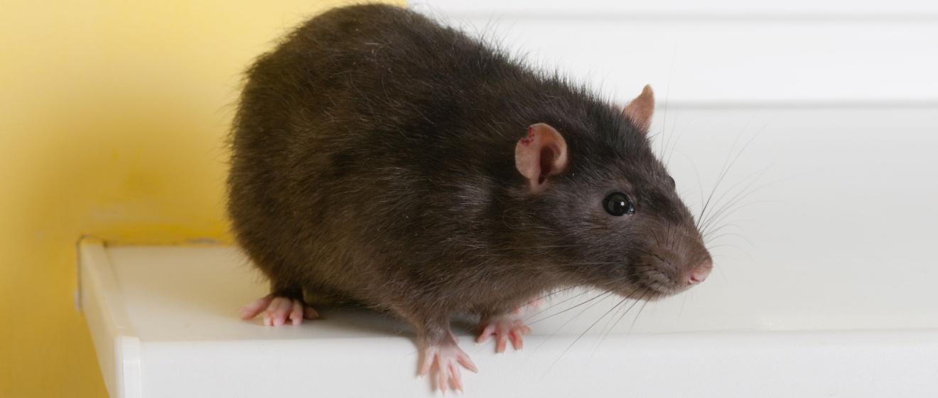 Who’s the Best Wildlife Control Company for Rats in Germantown?