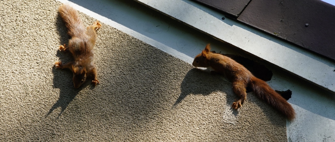 Why Are There So Many Squirrels in Germantown Neighborhoods?