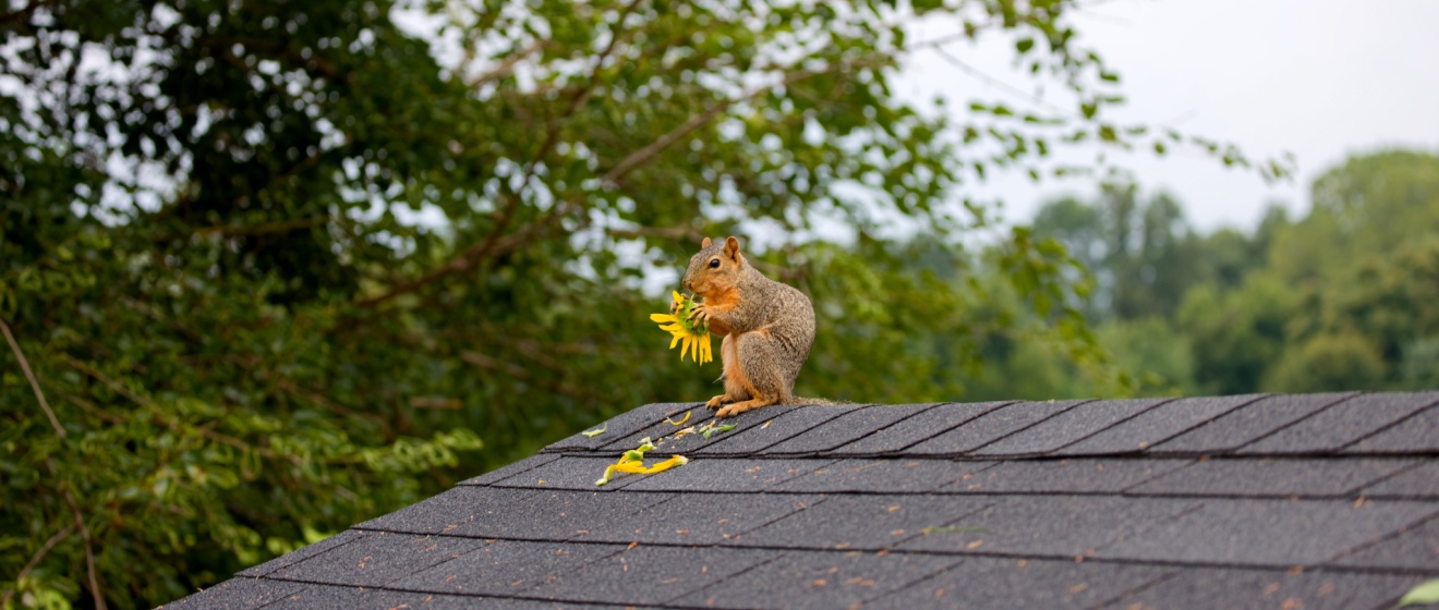 Do I Really Need Squirrel Control in Collierville, TN—Or Will They Leave on Their Own?