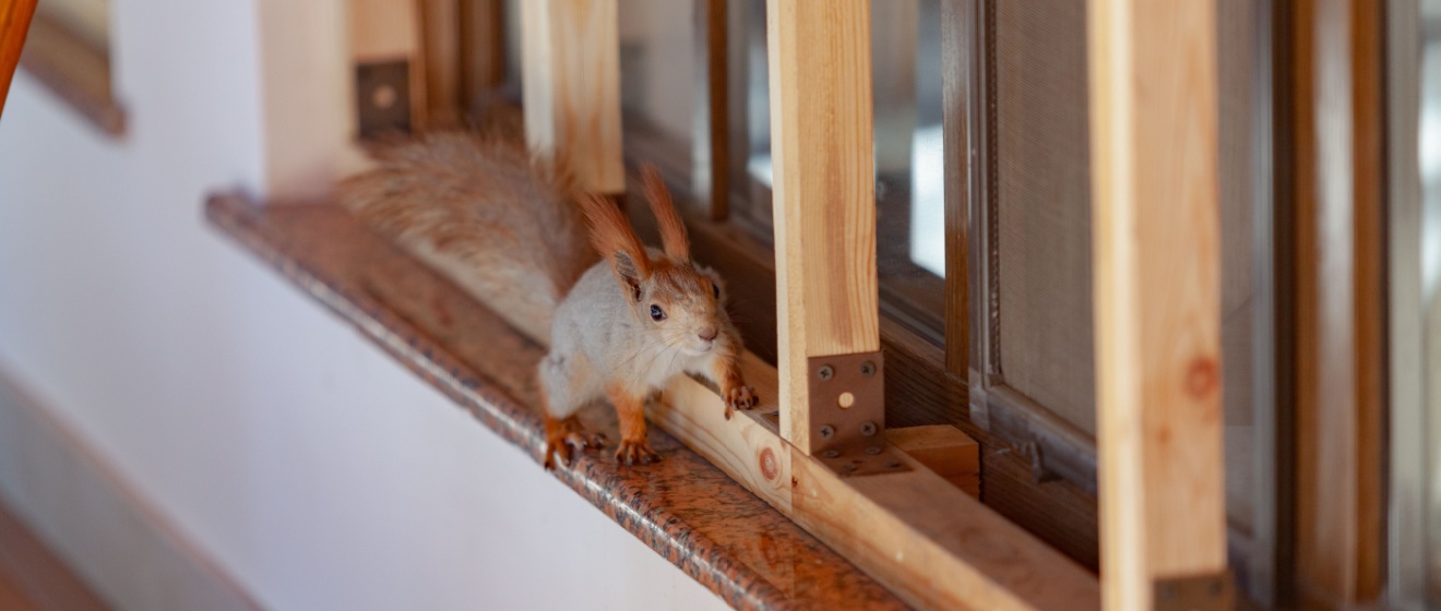 Do Squirrels Cause Damage to Homes in Germantown, TN?