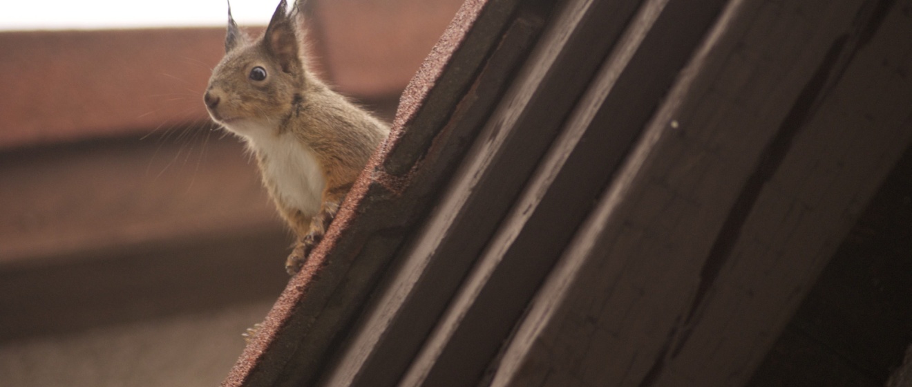 Are Squirrels Dangerous to Have in Your Attic in Collierville?