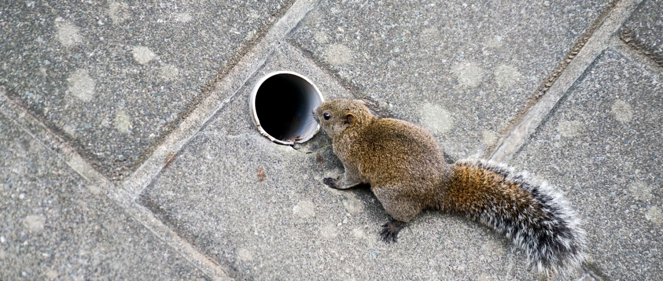 The Most Common Ways Squirrels Enter Memphis Homes