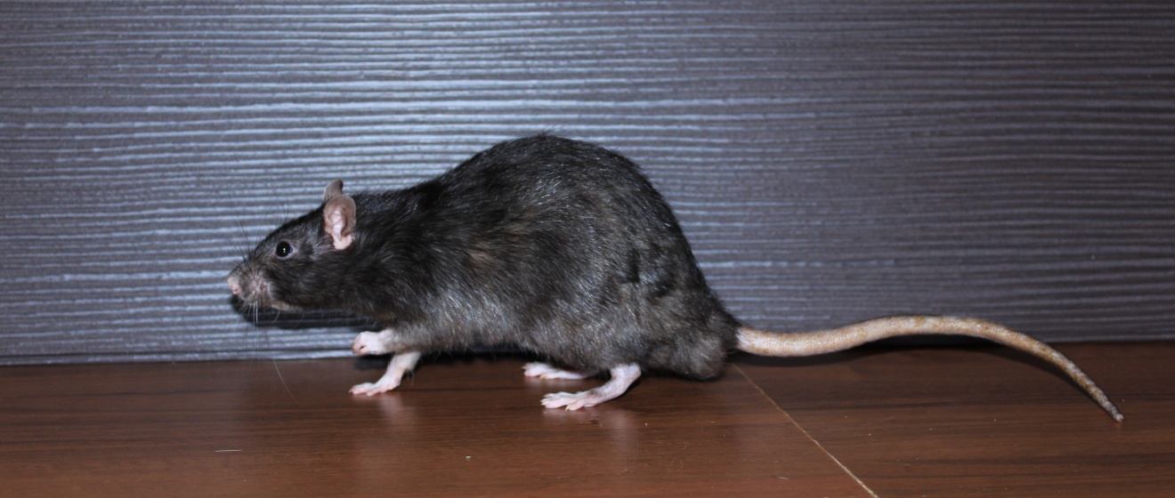 How Roof Rats in Olive Branch Are Getting Into Homes Without Homeowners Realizing It