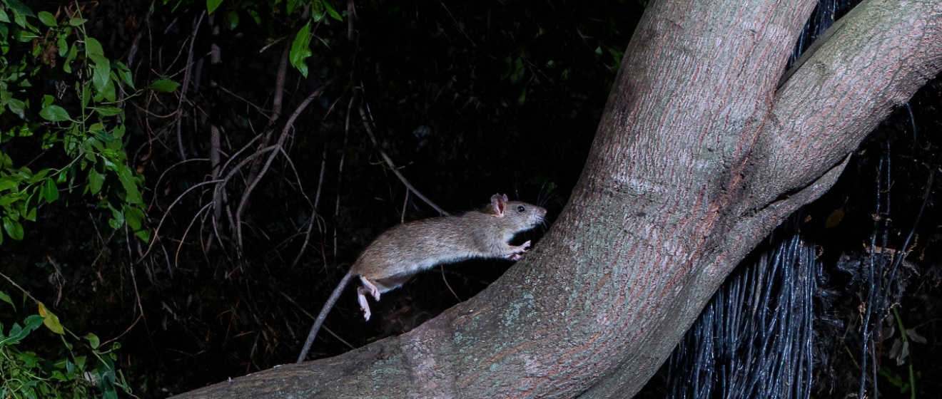 Why Mature Trees Can Increase Your Risk of Rat Problems