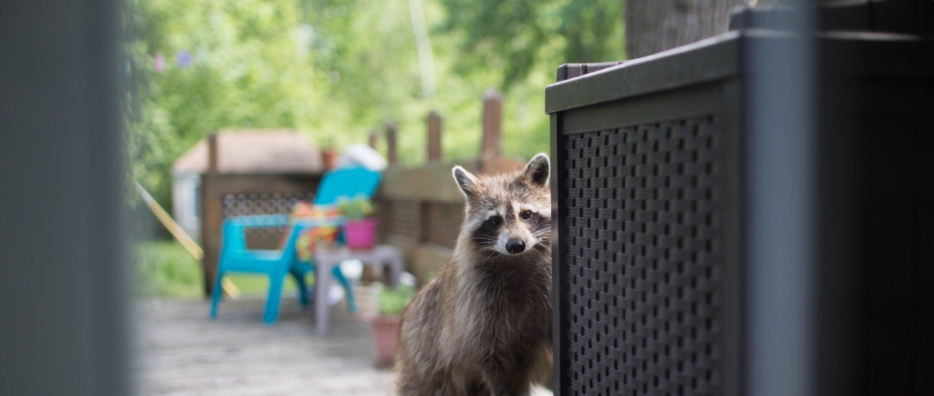 Why Wildlife Problems in Cordova, TN Often Begin Months Before Homeowners Notice Them