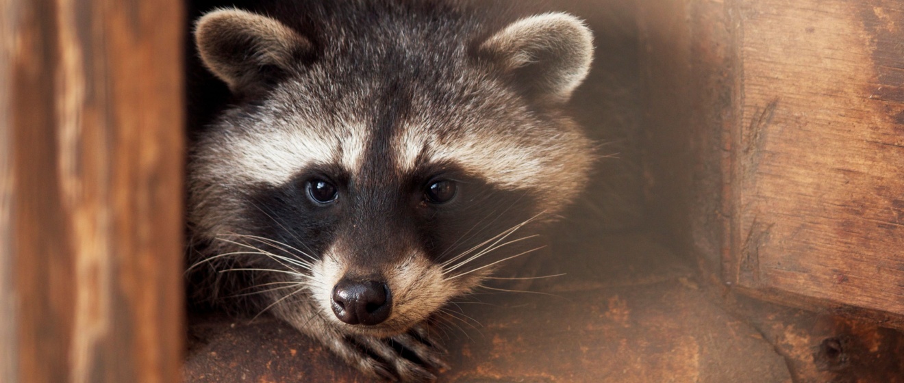 I Hear Scratching in My Attic at Night—What Animal Is It?