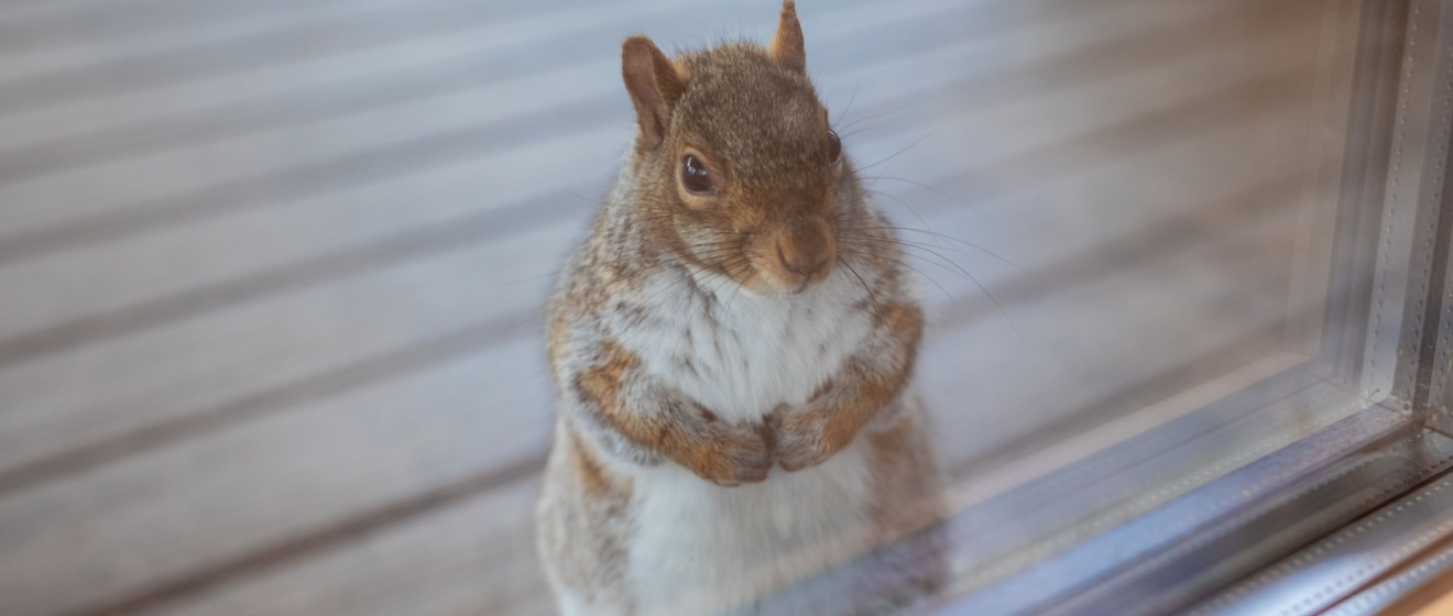 Why Squirrels Return to the Same Homes Year After Year