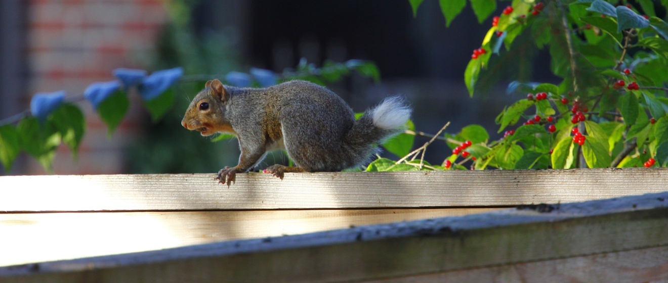 How Wildlife Exclusion in Memphis, TN Prevents Future Squirrel Problems