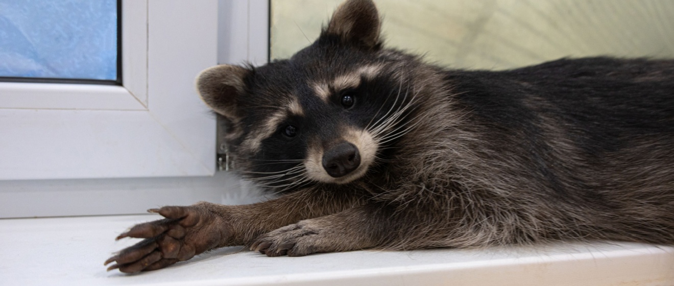 Why Raccoons in Olive Branch Frequently Target Attics Over Other Areas